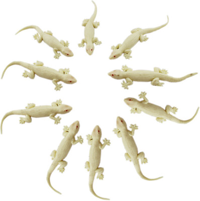 Tootpado House Gecko Rubber Lizard Toy 5 inch (Pack of 10) - Cream - (CFNS03)(Brown)
Tootpado House Gecko Rubber Lizard Toy 5 inch (Pack of 10) - Cream - (CFNS03)(Brown)