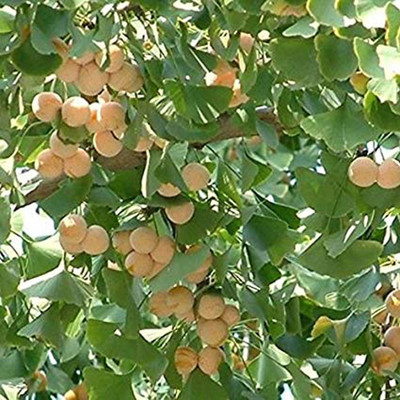 Generic 5seeds/bag ginkgo tree seeds white fruit wholesale seed ginkgo seed germination rate Seed(5 per packet)
Generic 5seeds/bag ginkgo tree seeds white fruit wholesale seed ginkgo seed germination rate Seed(5 per packet)