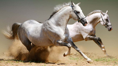 MNTC Beautiful Horses Poster (Paper Print, 12x18 inch) Paper Print(12 inch X 18 inch, Rolled)
MNTC Beautiful Horses Poster (Paper Print, 12x18 inch) Paper Print(12 inch X 18 inch, Rolled)