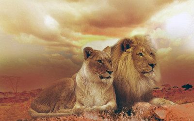 MNTC Beautiful Lion Poster (Paper Print, 12x18 inch) Paper Print(12 inch X 18 inch, Rolled)
MNTC Beautiful Lion Poster (Paper Print, 12x18 inch) Paper Print(12 inch X 18 inch, Rolled)