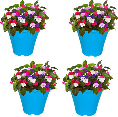 Airex Flower POTS Blossom Planters in Multicolor (Pack Of 4 Flower Pots) Plant Container Set(Pack of 4, Plastic)
Airex Flower POTS Blossom Planters in Multicolor (Pack Of 4 Flower Pots) Plant Container Set(Pack of 4, Plastic)