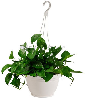 Airex Hanging Plastic Pots Containers /Planters Terracotta for Home Balcony Plant Container Set(Plastic)
Airex Hanging Plastic Pots Containers /Planters Terracotta for Home Balcony Plant Container Set(Plastic)