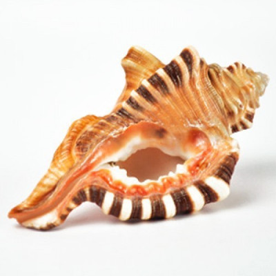 MNA Original Ganesh Shankh Ganpati Pooja Shankh Decorative, Sacred Shankh(Multicolor)
MNA Original Ganesh Shankh Ganpati Pooja Shankh Decorative, Sacred Shankh(Multicolor)