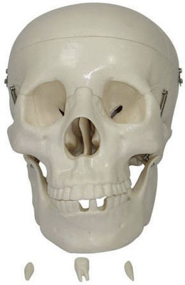 mLabs xc-04 Anatomical Body Model(Life Size Skull)
