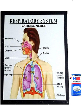 Melody's Respiratory System Working Model Science Project Educational Electronic Hobby Kit
Melody's Respiratory System Working Model Science Project Educational Electronic Hobby Kit