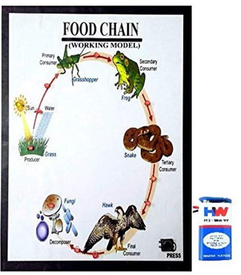MELODY's Biology Food Chain Working Model Science Project/ Model Educational Electronic Hobby Kit
MELODY's Biology Food Chain Working Model Science Project/ Model Educational Electronic Hobby Kit