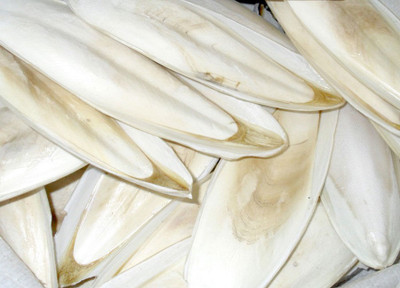 Parrots Wizard Cuttle Bone for Birds Calcium 200 Grams 200 g Dry Bird Food