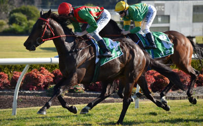 Sports Horse Racing Original Animal Horse Race Racing Jockey Photography Races Wall Poster Paper Print(12 inch X 18 inch, Rolled)
Sports Horse Racing Original Animal Horse Race Racing Jockey Photography Races Wall Poster Paper Print(12 inch X 18 inch, Rolled)