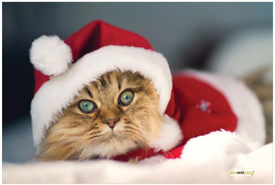 Pics And You Pics And You Christmas Themed 279 Laptop Skin Vinyl Laptop Decal 15.6
Pics And You Pics And You Christmas Themed 279 Laptop Skin Vinyl Laptop Decal 15.6