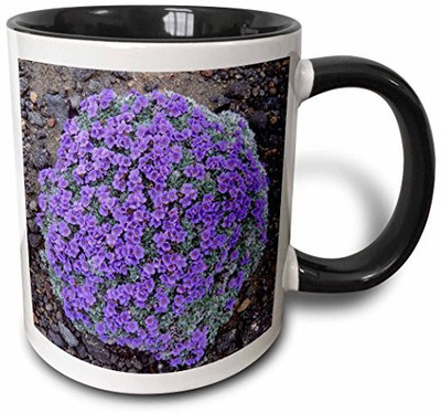 3dRose Alaska, Arctic forget-Me-Not Flowers Us02 Ksc0027 Kevin Schafer Two Tone Black, 11 oz, Black/White Ceramic Mug(60 ml), Multicolor
3dRose Alaska, Arctic forget-Me-Not Flowers Us02 Ksc0027 Kevin Schafer Two Tone Black, 11 oz, Black/White Ceramic Mug(60 ml), Multicolor