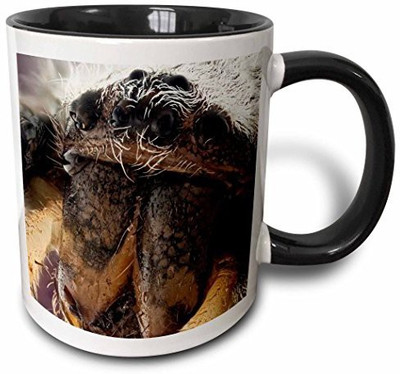 3dRose Argiope Bruennichi Or Wasp Spider Two Tone Black, 11 oz, Black/White Ceramic Mug(60 ml)
3dRose Argiope Bruennichi Or Wasp Spider Two Tone Black, 11 oz, Black/White Ceramic Mug(60 ml)