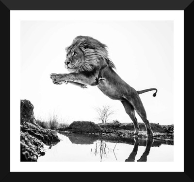 Tallenge - Majestic Lion - Wildlife Collection - Framed A3 Size Poster Paper Print(17 inch X 12 inch, Framed)
Tallenge - Majestic Lion - Wildlife Collection - Framed A3 Size Poster Paper Print(17 inch X 12 inch, Framed)