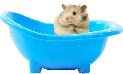 Anokhe Collections 19 cm Bath Sand Tub cum Bathroom for Hamsters / Dwarf / Gerbil / Chinchilla / Mice Plastic Training Aid For Hamster
Anokhe Collections 19 cm Bath Sand Tub cum Bathroom for Hamsters / Dwarf / Gerbil / Chinchilla / Mice Plastic Training Aid For Hamster