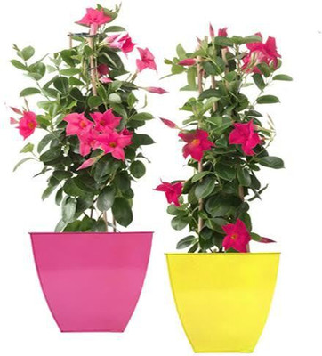 TrustBasket Set of 2 Color full Floor Planter-Magenta and Yellow (12 Inch) Plant Container Set(Pack of 2, Metal)
TrustBasket Set of 2 Color full Floor Planter-Magenta and Yellow (12 Inch) Plant Container Set(Pack of 2, Metal)
