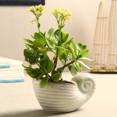 Unravel India Plant Container Set(Ceramic)