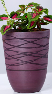 AGRILABH HOME & KITCHEN GARDEN Plant Container(Plastic, External Height - 24 cm), Purple
AGRILABH HOME & KITCHEN GARDEN Plant Container(Plastic, External Height - 24 cm), Purple