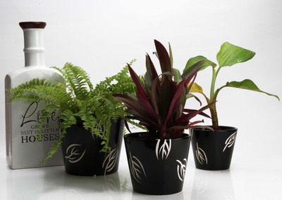 JB Collection Plant Container(External Height - Planter 1 - 9 cm, Planter 3- 26 cm, Planter 2 - 9.5 cm), Black
JB Collection Plant Container(External Height - Planter 1 - 9 cm, Planter 3- 26 cm, Planter 2 - 9.5 cm), Black