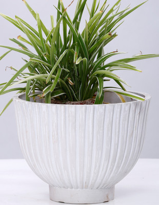 AGRILABH HOME & KITCHEN GARDEN Plant Container(Plastic, External Height - 14.8 cm), White
AGRILABH HOME & KITCHEN GARDEN Plant Container(Plastic, External Height - 14.8 cm), White