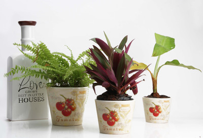 JB Collection Plant Container(External Height - Planter 1 - 9 cm, Planter 2 - 9.5 cm, Planter 3- 16 cm), Multicolor
JB Collection Plant Container(External Height - Planter 1 - 9 cm, Planter 2 - 9.5 cm, Planter 3- 16 cm), Multicolor