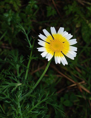 National Gardens Garland Daisy Flower Seeds by National Gardens Seed(40 per packet)
National Gardens Garland Daisy Flower Seeds by National Gardens Seed(40 per packet)