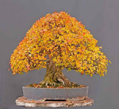 National Gardens Trident Maple Bonsai Seeds by National Gardens Seed(10 per packet)
National Gardens Trident Maple Bonsai Seeds by National Gardens Seed(10 per packet)