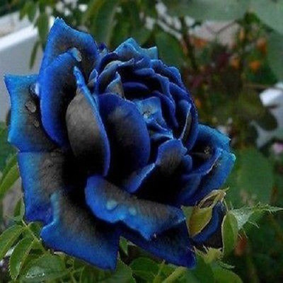 Futaba Rose Seed(50 per packet)