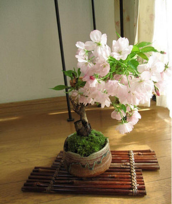 Vsquare Retail Japanese Sakura Cherry Bloosom Bonsai Flower Tree Plant Seed(5 per packet)
Vsquare Retail Japanese Sakura Cherry Bloosom Bonsai Flower Tree Plant Seed(5 per packet)