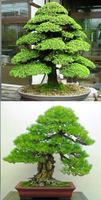 Rainbow Spring Seeds Bonsai Japanese Cedar Semillas And Pinus Thunbergii Tree Seed(10 per packet)
Rainbow Spring Seeds Bonsai Japanese Cedar Semillas And Pinus Thunbergii Tree Seed(10 per packet)