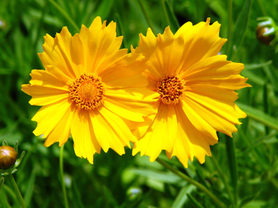 Saaheli Gradifloral Seeds Seed(10 per packet)