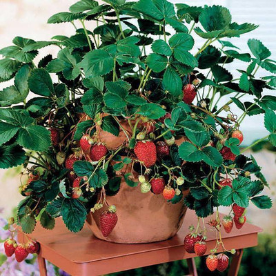 National Gardens Potted Strawberry Seeds by National Gardens Seed(20 per packet)
National Gardens Potted Strawberry Seeds by National Gardens Seed(20 per packet)