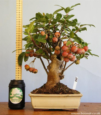 National Gardens Fuji Apple Bonsai Seeds by National Gardens Seed(10 per packet)
National Gardens Fuji Apple Bonsai Seeds by National Gardens Seed(10 per packet)