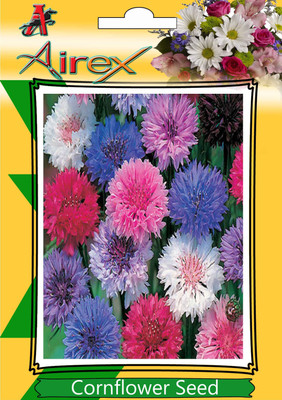 Airex CornFlower Seed(25 per packet)