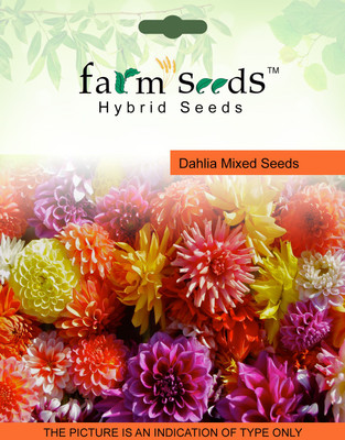 FARM SEEDS Dahlia Mixed Seed(100 per packet)