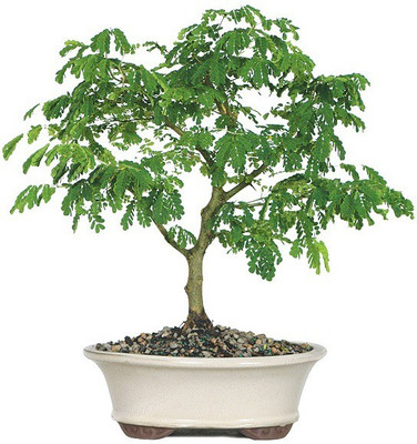 NSKON Rain tree Seed(10 per packet)