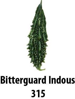 Indous Agriseeds Bitter Gourd Seed(50 per packet)