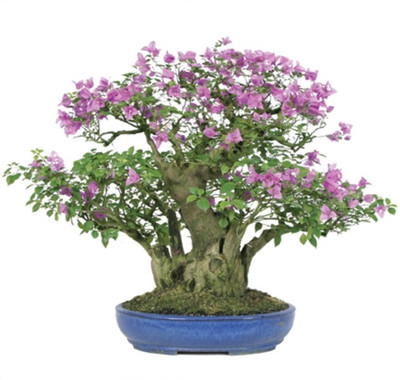 Rose Garden Imported BONSAI Worlds Rare Maddula Very Beautiful Holland Flower Plant Seed(10 per packet)
Rose Garden Imported BONSAI Worlds Rare Maddula Very Beautiful Holland Flower Plant Seed(10 per packet)