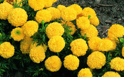 natural live marigold seed Seed(100 per packet)