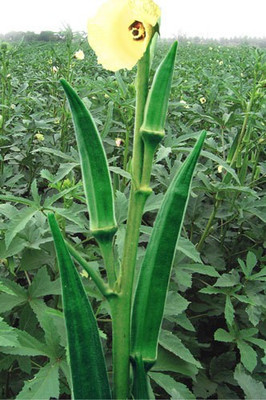 Indous Agriseeds Okra (Bhindi) Seeds Seed(200 per packet)