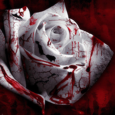 Futaba Rare White Blood Rose Plant Seed(100 per packet)
