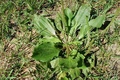 National Gardens Chinese Plantain Herb Seeds by National Gardens Seed(100 per packet)
National Gardens Chinese Plantain Herb Seeds by National Gardens Seed(100 per packet)