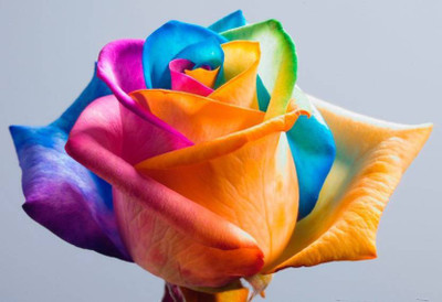 Naturo Imported Rainbow Rose Imported Flower plant Seed(20 per packet)