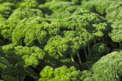 Farm Seeds Parsley Moss Curled Seed(100 per packet)