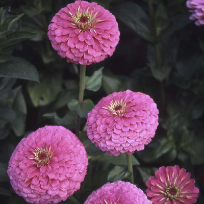 Biocarve Zinnia elegans Illumination Seed(100 per packet)