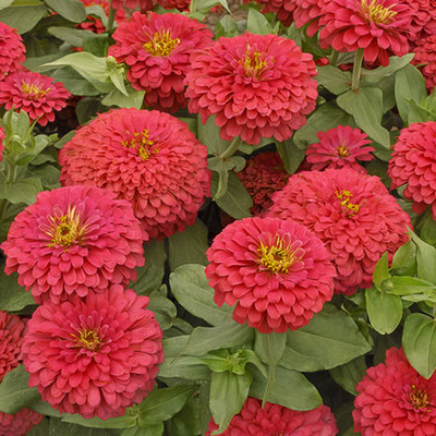 natural live Color Flame Scarlet Seed(100 per packet)