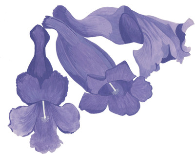 Agricart Jacaranda Seed(50 per packet)