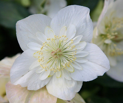 Futaba Rose Seed(100 per packet)
Futaba Rose Seed(100 per packet)