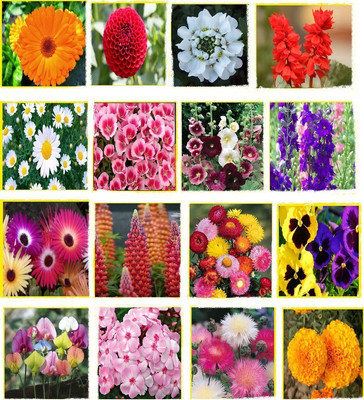 Vsquare Retail Beautiful Combo 16 Types Winter Season Flower Plant Seed(600 per packet)
Vsquare Retail Beautiful Combo 16 Types Winter Season Flower Plant Seed(600 per packet)