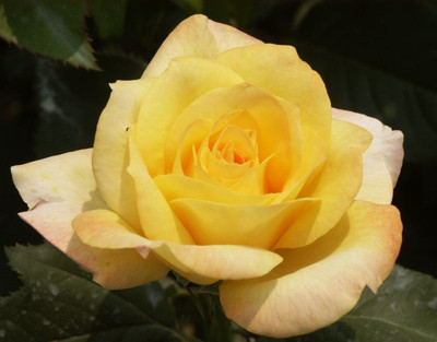 Rainbow Spring Seeds Rose Seed(50 per packet)