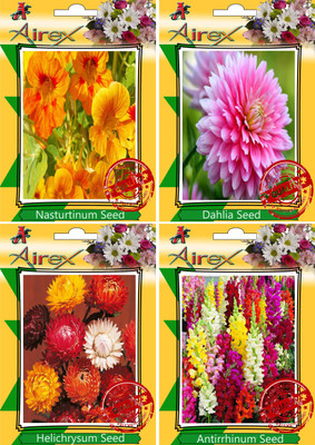 Airex Nasturtium Mixed, Dahlia, Helichrysum Mixed, Antirrhinum Seed(30 per packet)
Airex Nasturtium Mixed, Dahlia, Helichrysum Mixed, Antirrhinum Seed(30 per packet)
