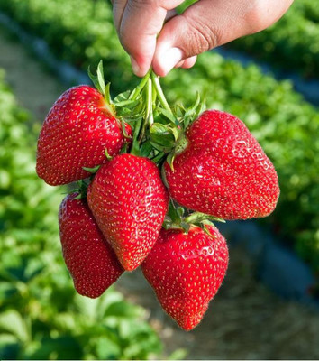 National Gardens Sweet Charlie Strawberry Seeds by National Gardens Seed(20 per packet)
National Gardens Sweet Charlie Strawberry Seeds by National Gardens Seed(20 per packet)